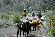 USA-New Mexico-Gila Cattle Round Up